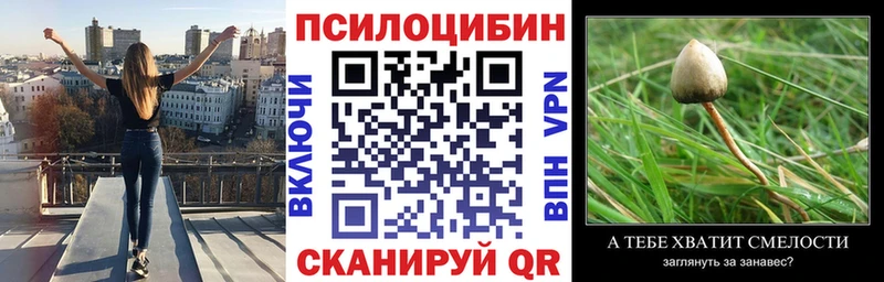 Галлюциногенные грибы Psilocybe  купить наркотики сайты  Киселёвск 